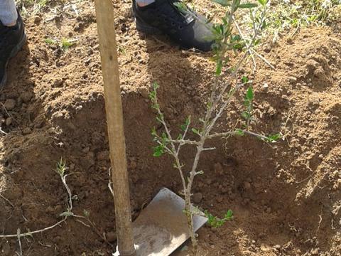 Plantação de duas oliveiras para comemoração no Dia Mundial da Terra. As árvores foram colocadas nas imediações da horta biológica mas fora do recinto.
